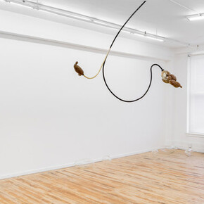 But both are sensitive. Courtesy of Projet Pangée