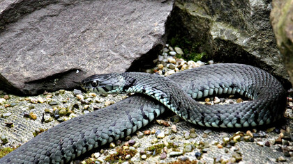 Il serpente, colui che risveglia la conoscenza e simbolo della ciclicità della vita