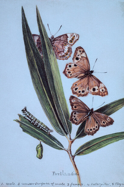 Mariposa de ojos perlados, «Enodia portlandia»