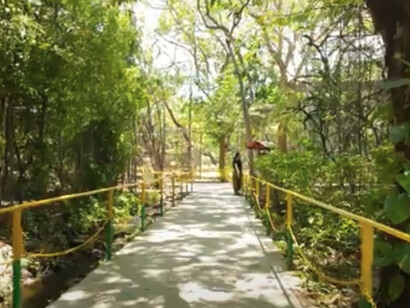 En 1989 se fundó el actual "Centro".  Esto fue una mejora de lo que en los 70s y principio de los 80s era un incipiente refugio para animales que confundíamos con un zoológico. Centro de Rescate y Santuario Las Pumas. Guanacaste, Costa Rica