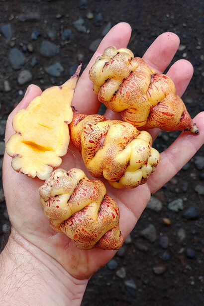 Rica en nutrientes y compuestos bioactivos, combina propiedades alimenticias y medicinales reconocidas tanto por la ciencia moderna como por la sabiduría andina