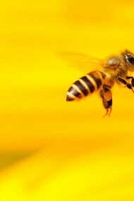 Honey bee hovering near yellow flower