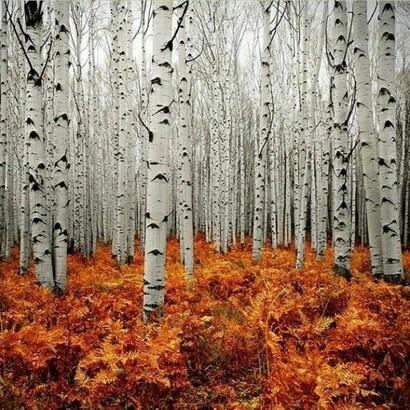 Una foresta di betulle
