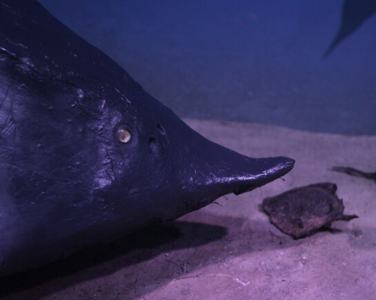 The Black Sea Diorama. Courtesy of National Museum of Natural History