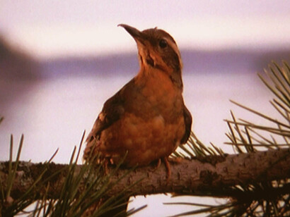 Todo empieza con un chirivín de cola oscura posado sobre la rama de un pino, la primera imagen de los créditos de inicio