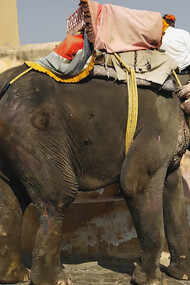 A man rides on the back of an elephant in Jaipur, Rajasthan, India, experiencing the majestic beauty of this historic city