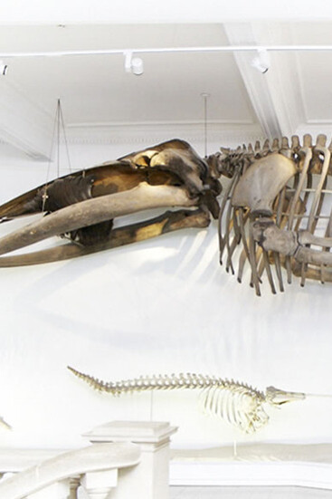 Humpback Whale. Courtesy of Grigore Antipa National Museum of Natural History
