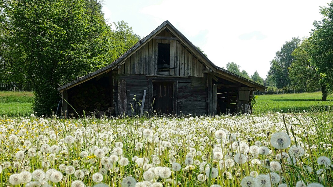 Perguntou onde estavam, e eles responderam que tinham ido dar uma caminhada para olhar as terras de um vizinho que estavam à venda e Ado talvez tivesse interesse em comprá-las. Nisso, surgem Roberta e Moacir, vindos do galpão, se fazendo de desentendidos: “Onde vocês estavam? achamos que estavam todos no açude”. Os quatro fantásticos - Roberta, Moacir, Roma e Ado - trocaram olhares mais uma vez. Ivete e Márcio ficaram com um ponto de interrogação na testa. Nada além de olhares cúmplices naquele dia. O almoço, todavia, estava ótimo e todos comeram até não aguentar mais