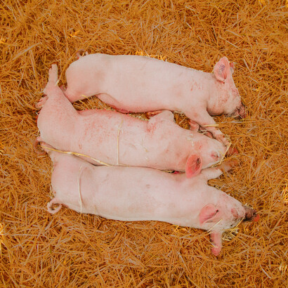 "Pointing at the pigs, the 'shadow' said 'Look!'"