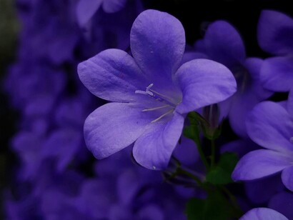 La violetta rappresenta l'umiltà, la modestia e la fedeltà. È un fiore delicato che cresce spesso in luoghi ombrosi, simbolizzando anche un amore nascosto o timido