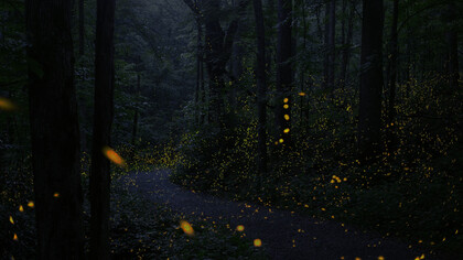 Luciérnagas sincronizadas en Elkmont, Grandes Montañas Humeantes, EE UU