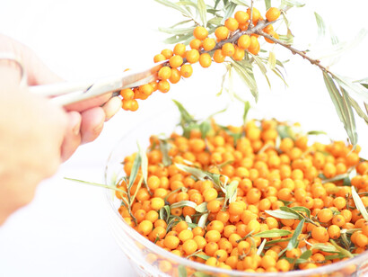 Sea Buckthorn could reduce the incidence of cancer