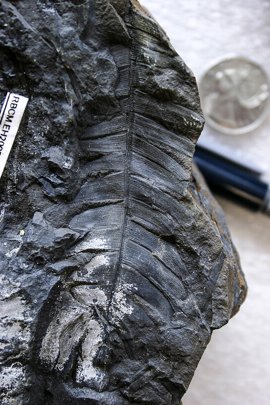 Paleontology. Courtesy of Royal BC Museum