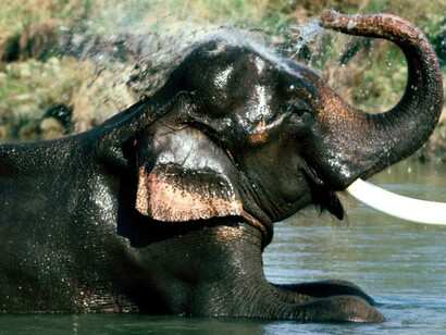 Elephant - Mayurbhanj - Simlipal National Park