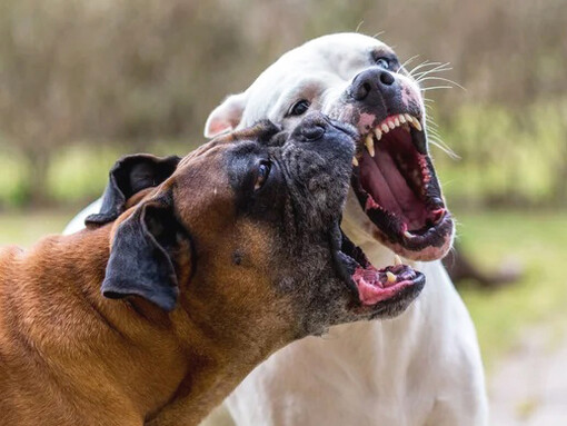 Un par de perros peleando