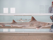 Damien Hirst, Drawings, ausstellungsansicht. Mit freundlicher genehmigung des Albertina Museums
