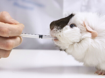 Experimentos con animales