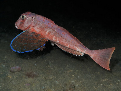 Ciclostomi, Capone ubriaco