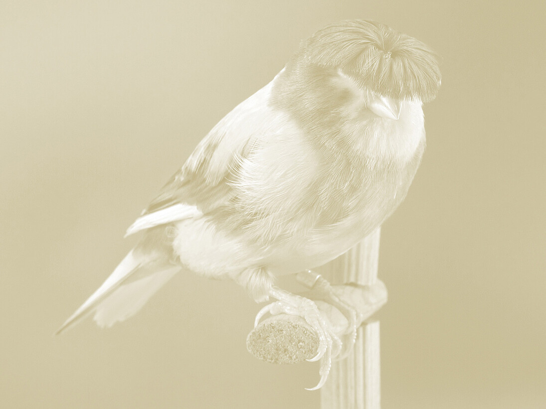 Carsten Höller, Canary (detail), 2009, Photogravure à la poudre d’or sur papier, Feuille 108x78cm (x9), Image 84,2x59 (x8), Image n°4 84,2x 62,8, Tirage : 17/24 et 6 exemplaires d’artiste, Centre national des arts plastiques, FNAC 2011-0165 (1 à 9) © Adagp, Paris / CNAP / photo : Galerie Air de Paris