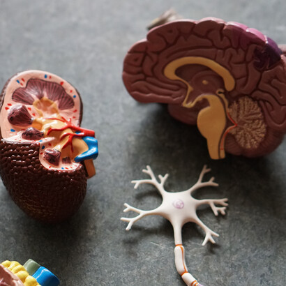 Cervello. Nel complesso attualmente è affetto da demenza circa il 5% della popolazione mondiale oltre i 65 anni, ma addirittura il 30% di coloro oltre gli 85 anni