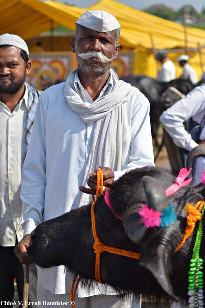 An Indian man at the cattle market