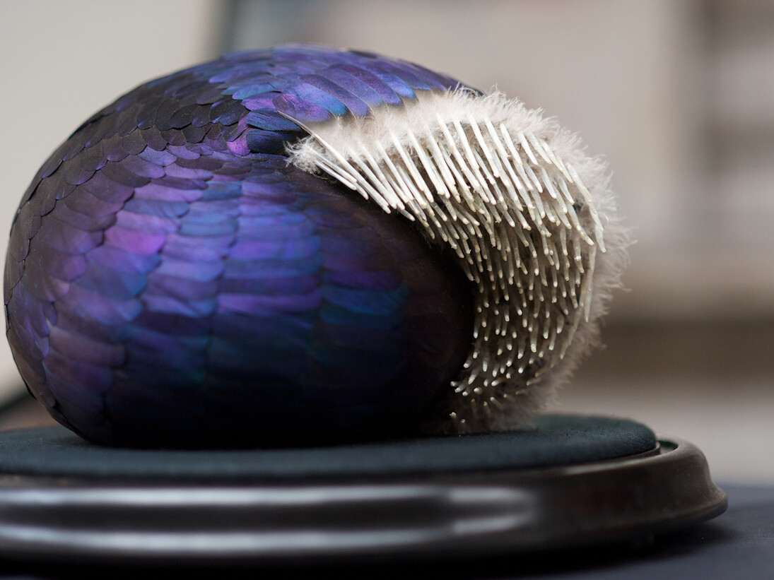 Kate Mccgwire, Shroud, 2013, Mixed media with mallard feathers in antique glass dome (detail) Photo JP Bland © Kate MccGwire