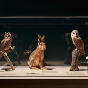 Nature Showcase. Courtesy of Naturhistorisches Museum Basel