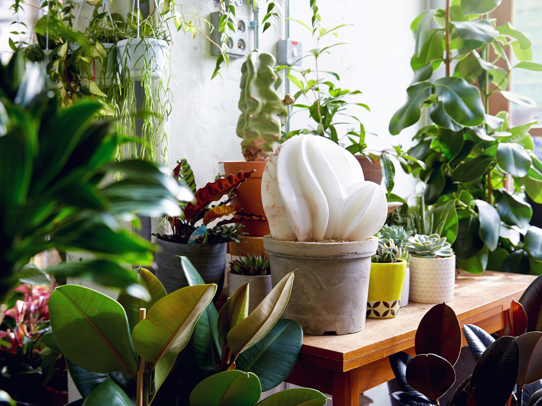 The Cactus House. Courtesy of Hignell Gallery