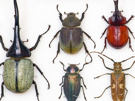 Entomology collections. Courtesy Natural History Museum 
