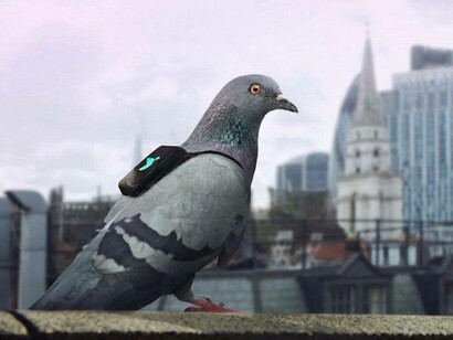 Londres. Una paloma con un sensor para medir la contaminación ambiental