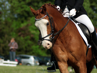 Dressage