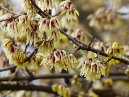 Calicanto, Cycanthus praecox