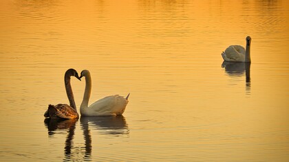 Affection