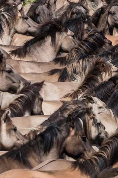 El límite de la pluralidad social en el liberalismo ha sido siempre su viabilidad económica. Captura de caballos salvajes, cada último sábado de mayo en la reserva natural Merfelder Bruch cerca de Dülmen, Alemania