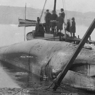 Tacita Dean, The story of Minke the whale, 2001, from The russian ending. Courtesy of Fotomuseum Winterthur