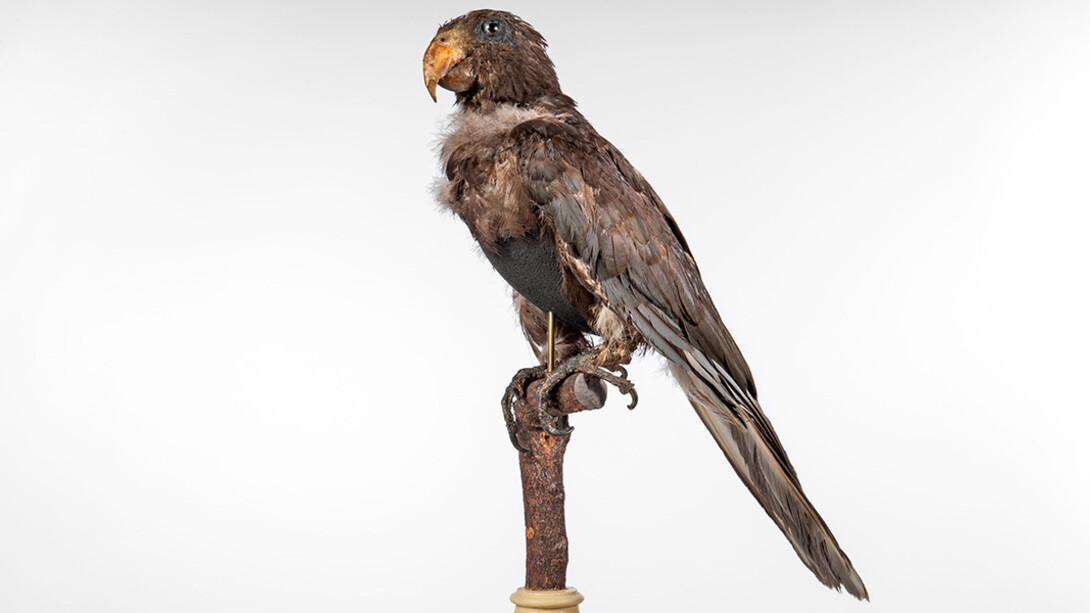 Vögel. Courtesy of Museum für Naturkunde