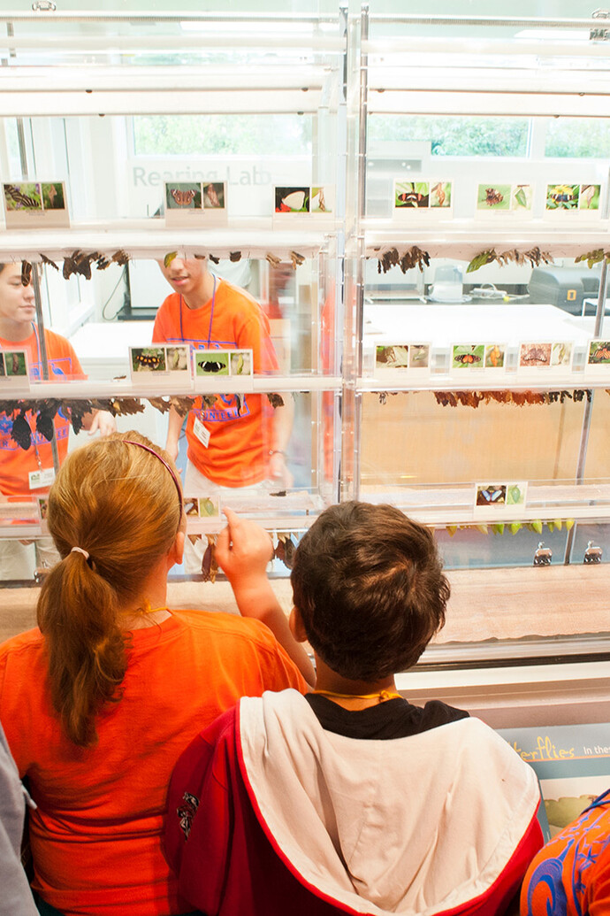 Indoor Butterfly Exhibits. Courtesy of Florida Museum of Natural History