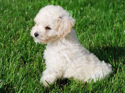 El asunto ha tomado gran importancia porque B. B., la afamada estrella de cine, dice ser propietaria de la perra y ha organizado un escándalo