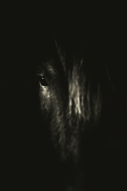 Cavallo nero. Il mito del carro e dell'auriga: una metafora antica per il dominio dell'anima