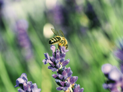 È importante avere un corpo ed una mente puliti da scorie, sia fisiche sia emotive