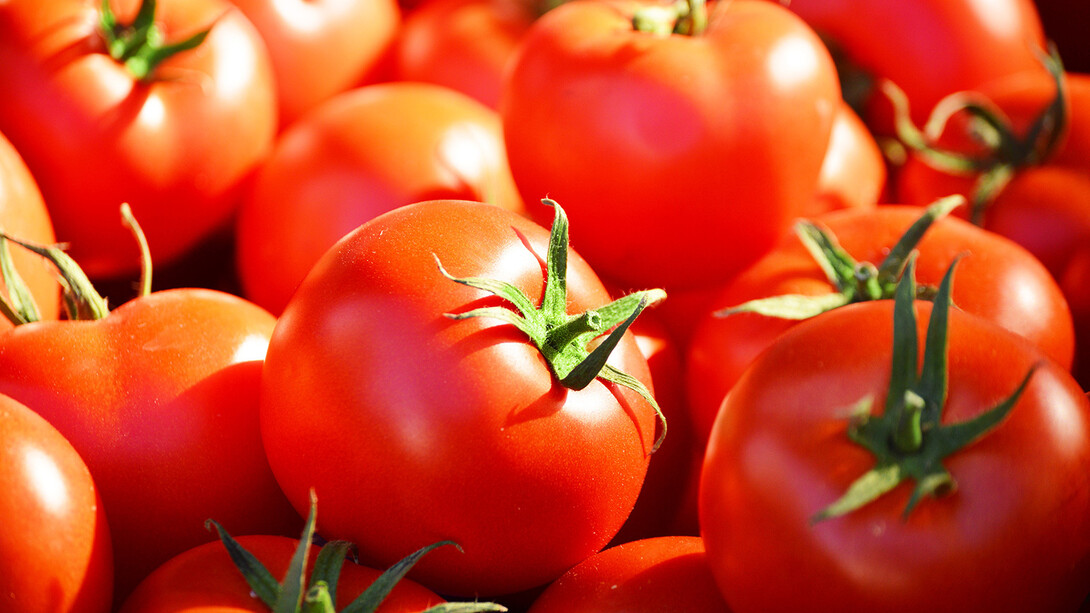 Los tomates son uno de los símbolos de la deriva alimentaria actual: cada vez más rojos, más brillantes, más apetitosos y más... insípidos