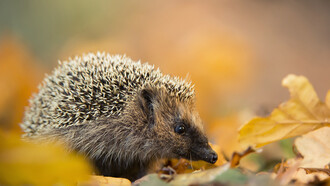 L'eleganza del riccio