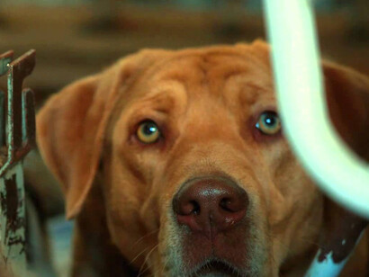 Imagen de *White God*, del director húngaro Kornél Mundruczó