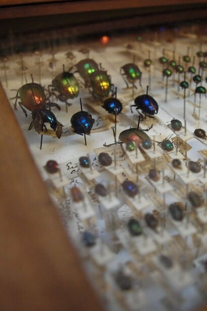 Colección de insectos del Museo de Historia Natural de Dublín, Irlanda