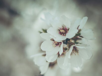 I mandorleti pugliesi sono spesso coltivati in modo biologico, rispettando l’ambiente e garantendo un prodotto di alta qualità senza l'uso di pesticidi chimici