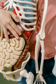 Modelo anatômico. Há mais de 9.000 diferentes produtos químicos PFAS atualmente, fazendo com que esta seja a substância sintética mais fácil de encontrar no mundo. São substâncias químicas sintéticas que têm sido utilizadas em produtos de consumo desde a década de 1950. Estavam presentes em muitos produtos. Por exemplo, os PFAS têm sido utilizados para evitar que os alimentos se colem às embalagens ou aos utensílios de cozinha, para tornar as roupas e as alcatifas resistentes às manchas e para criar espuma de combate a incêndios mais eficaz