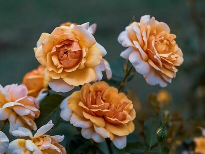Peach-colored roses on the branch