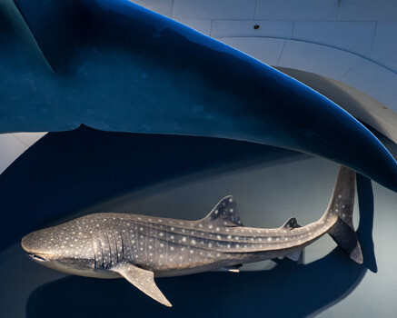 Milstein Hall of Ocean Life. Courtesy of American Museum of Natural History