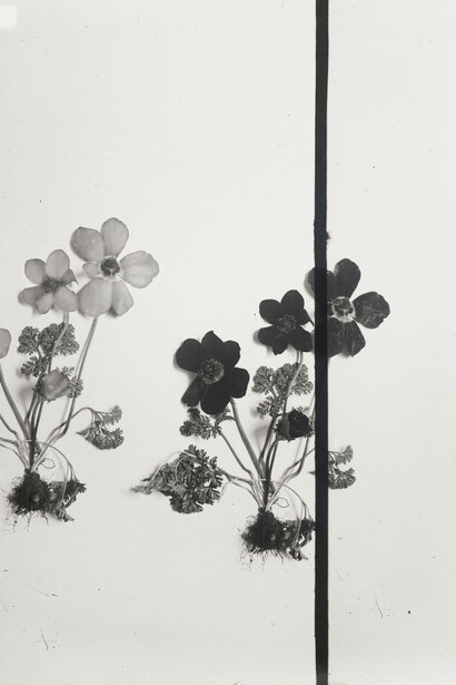 Lisa Oppenheim. Courtesy of The Approach