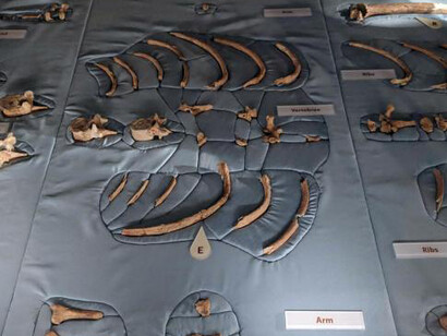 David H. Koch Hall of Human Origins. Courtesy of Smithsonian's National Museum of Natural History